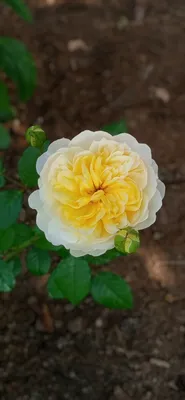 Роза Пилигрим Pilgrim - купить саженцы роз с доставкой по Украине в  магазине Добродар
