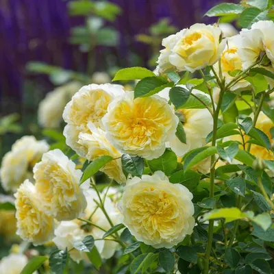 Зе Пилигрим (The Pilgrim) – Английские Розы - купить Аромат-роз.рф
