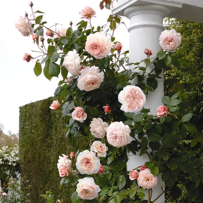 Сорта английской розы Остина купить в Краснодаре |