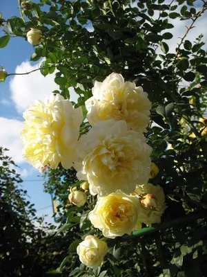 Розы Английские – Растения 26