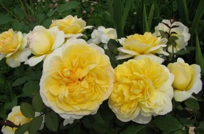 Английская роза Пилигрим - характеристика сорта, выращивание, уход