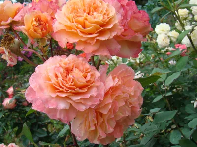 Розы Дэвида Остина | Интернет-магазин садовых растений