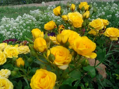 РОЗА THE PILGRIM • Розы и сад