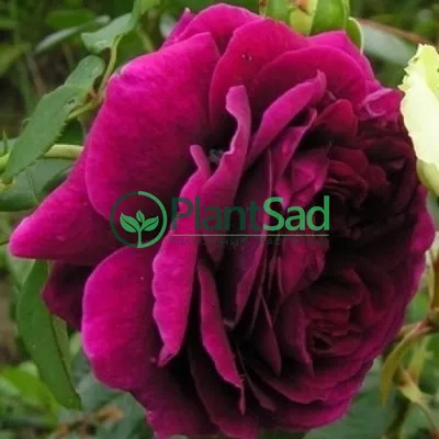 Купите роза зе принц 🌹 из питомника Долина роз с доставкой!