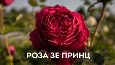 Роза Зе Принц (The Prince) купить с доставкой по Беларуси \"BuonRoza \"