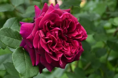 Купить саженцы Роза английская Зе Принц с доставкой! | Florali-Flor
