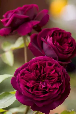 Роза \"The Prince\" купить в питомнике растений с доставкой по Волгограду и  Волгоградской области, саженцы, выращивание, посадка и уход