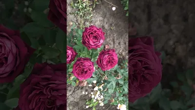 Розы | Черный принц | Facebook