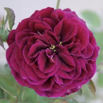 Роза Принц Персии L7 купить с доставкой в Украине | Розы (украина) в  интернет магазине Шарм24