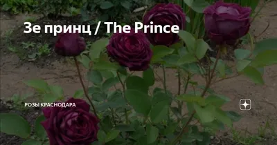 Троянда Ля Роз дю Петі Принц. (La Rose du Petit Prince) Ч/Г купити в  інтернет-магазині ЦВІТСАД з доставкою по Україні