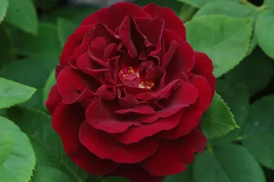 Купить Букет 19 роз Принц Персии в Запорожье. Доставка цветов по Запорожью