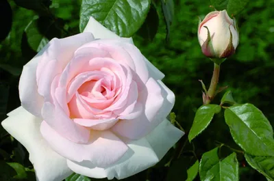Розарий «Розы Вдохновения» on Instagram: \"Роза The Prince (AUSvelvet) зе  прИнс, Austin, 1990, Английские розы (English Rose, Austin) Описание: The  Prince - роза великолепной окраски, только что раскрывшиея цветки очень  насыщенного темного