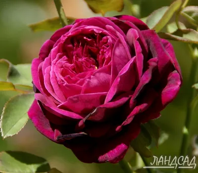 Троянда Принц Персії в інтернет магазині Украфлора