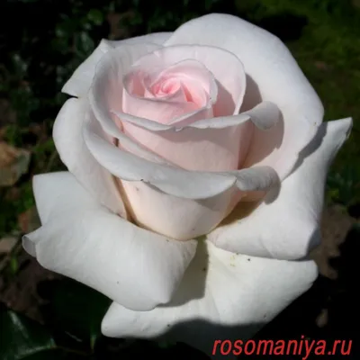Купити саджанці рози La Rose du Petit Prince (Ля роз дю петі прінс)- роза  недорого с доставкою по всій Україні