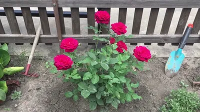 Зе Прінс (The Prince) дуже запашна темно-оксамитова троянда шраб від Девіда  Остина - YouTube