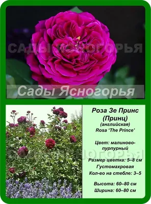 🌱 Роза чайно-гибридная Red Prince по цене от 2700 руб: саженцы - купить в  Москве с доставкой - интернет-магазин Все Сорта