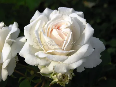 Розарий «Розы Вдохновения» on Instagram: \"Роза The Prince (AUSvelvet) зе  прИнс, Austin, 1990, Английские розы (English Rose, Austin) Описание: The  Prince - роза великолепной окраски, только что раскрывшиея цветки очень  насыщенного темного