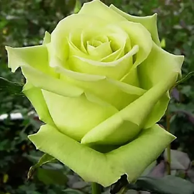 Роза чайно-гибридная Зеленый Чай (туба а/ф Семена Алтая) купить за 690 р. в  садовом центре АСТ Медовое