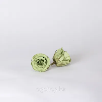 Одна темная роза пинка чая в ясной вазе Стоковое Фото - изображение  насчитывающей зеленый, отрезок: 75422536