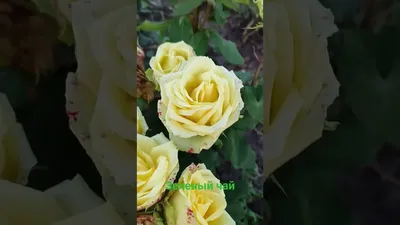Роза крымская (25 пирамидок), Травы Горного Крыма – купить