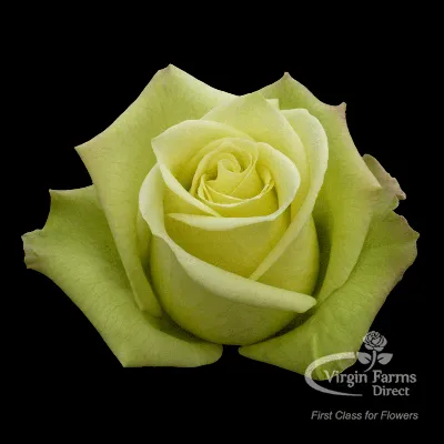 Jade Rose - Virgin Farms - High Quality Roses