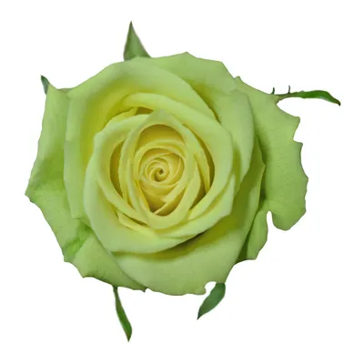 Jade\" green rose | Different types of flowers, Types of flowers, Green rose