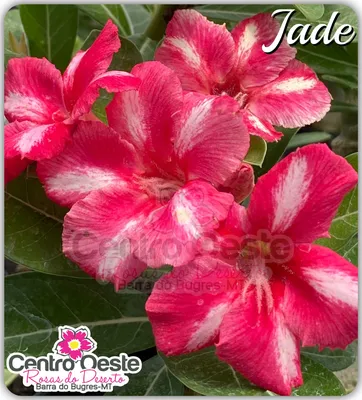 ROSE JADE PENDANT – The Jade Jewelers