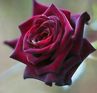 Helen Brothers on Instagram: \"Jade Ringing rose with a beautiful cupped  form, a strong old rose and myrrh fragrance, good heat resistance, and  excellent repeat flowering. . . #jaderingingrose #gardenroses  #rosephotography #9vaga9 #