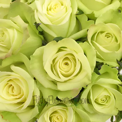 Buy Wholesale Jade Green Bulk Rose in Bulk - FiftyFlowers