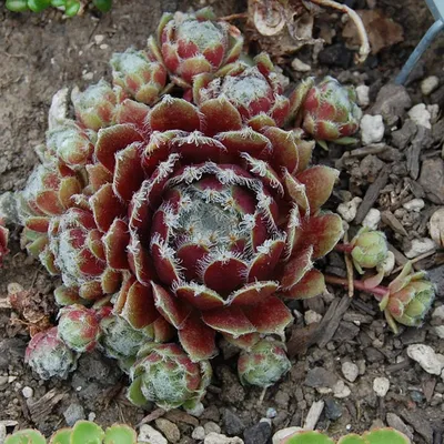 Red Jade Flower Pendant | Type A Burmese Red Jade | ClassicJade