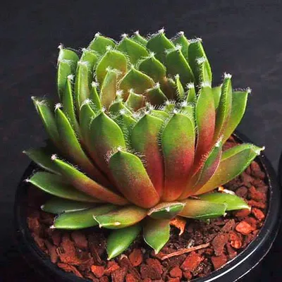 Jade Rose Sempervivum Plants for Sale (Hens and Chicks)