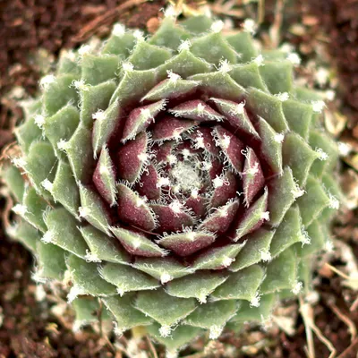 Sempervivum 'Jade Rose' | Mountain Crest Gardens™