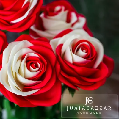 Зимняя роза. 🌹 📷 bestroses786 | КРАСИВЫЕ КАДРЫ | ВКонтакте