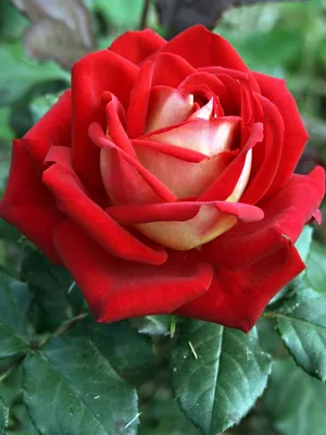 Розы-покорительницы сердец сезона 2023🤗💖🌹. Любимые розы Анны (канал  \"Полезные записи\") | Цветочная Рапсодия | Дзен