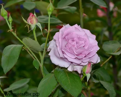 Роза чайно-гибридная Зи-Си