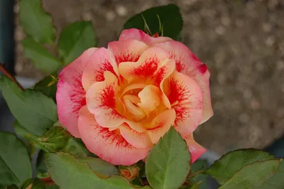 Голландские розы с гипсофилой — ЦВЕТЫ И ПОДАРКИ С ДОСТАВКОЙ В ДУШАНБЕ