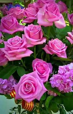 Архивы Розы питомника Imperial Rose (Сербия) - Сад удачи, интернет-магазин  садовых растений