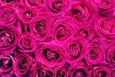 Роза Кремоза - прекрасна и неповторима
