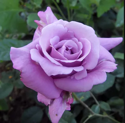 Сорт розы зиси (79 фото) »