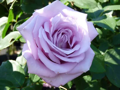 Розы-покорительницы сердец сезона 2023🤗💖🌹. Любимые розы Анны (канал  \"Полезные записи\") | Цветочная Рапсодия | Дзен