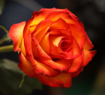 Сорт \"Золотая Магия\" - Чайно-гидбридные розы - Фотоальбомы - Розы для  Вашего сада