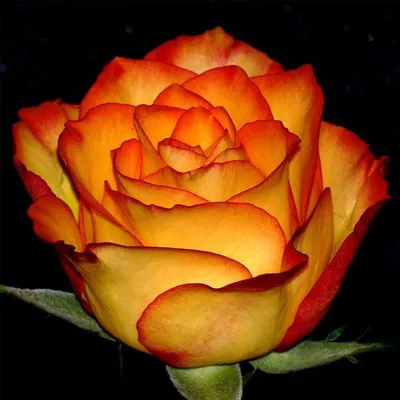Роза чайногибридная Золотая Магия (High Magic) купить по цене 290 руб. в  Томске | Садовый супермаркет «ДАЧА»