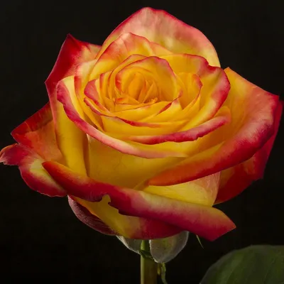 роза, розы, штамб, роза на штамбе, мамбо - Экзотик Флора