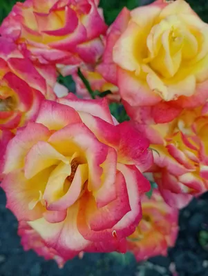 Брошь Цветок Роза Черная магия Бутон 3521.4 – фигурка-сувенир из янтаря и  латуни, купить оптом