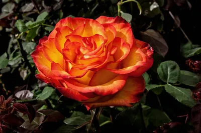 Саженцы розы золотая магия купить в Москве по цене от 690 рублей