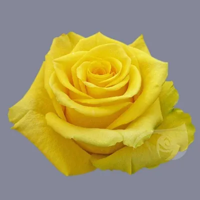 Роза чайно-гибридная Черная Магия — Рассада цветов и овощей.