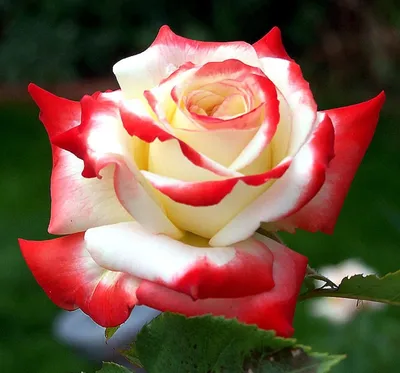 Роза чайно-гибридная Черная Магия (Black Magic) купить выгодно ✵  Сады-Эдема.рф – интернет магазин растений для сада