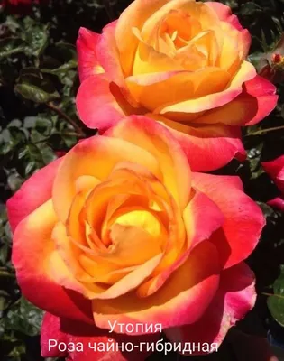 Черная магия, красной розы цветущий в саду роз Стоковое Фото - изображение  насчитывающей флористическо, бобра: 191726698