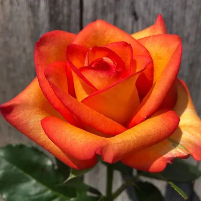 Роза чайно-гибридная Золотая Магия — Рассада цветов и овощей.