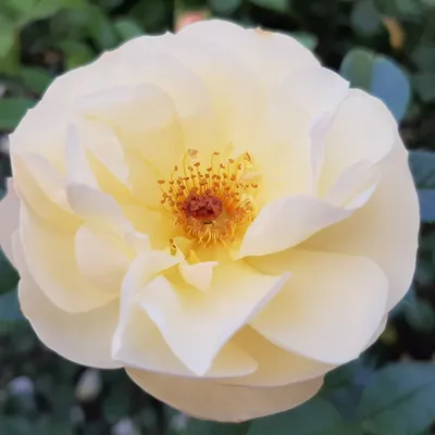 Розы - Роза чайно-гибридная Черная Магия (Rosa Black Magic)